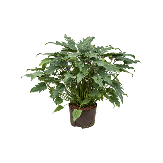 Hydroplant Philodendron xanadu