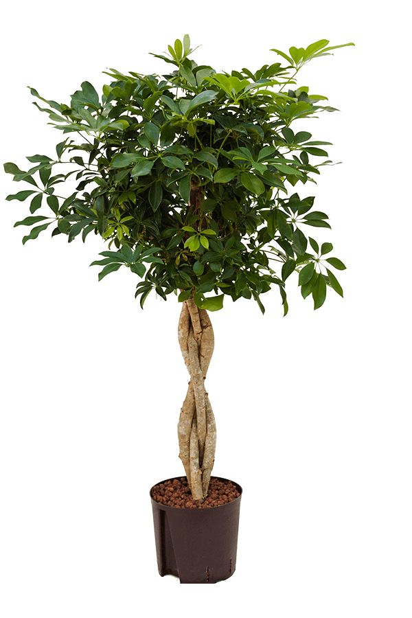 Hydroplant Schefflera arboricola