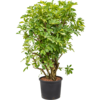 Hydroplant Schefflera gold capella