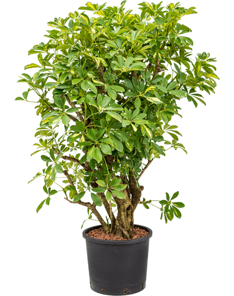 Hydroplant Schefflera