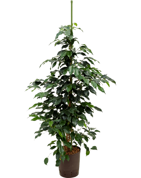 Hydroplant Ficus danielle