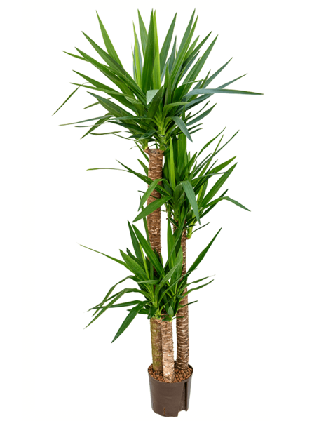 Hydroplant Yucca