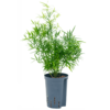 Hydroplant Asparagus falcatus