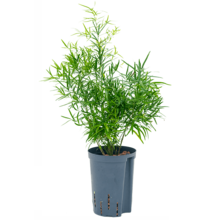 Hydroplant Asparagus falcatus