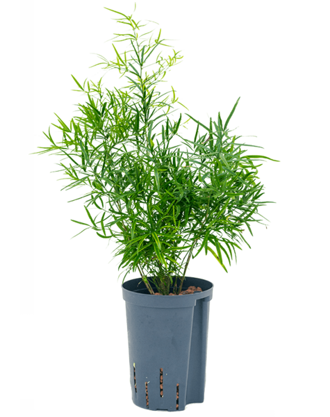 Hydroplant Asparagus
