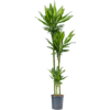 Hydroplant Dracaena cintho