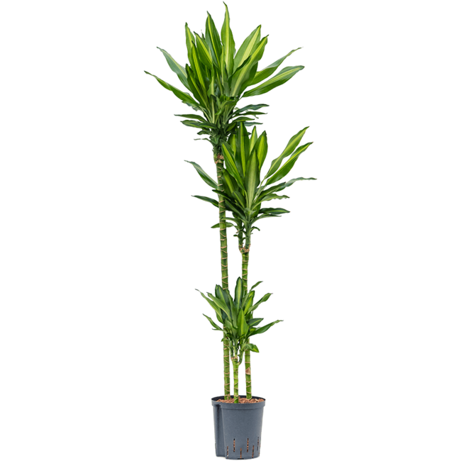 Hydroplant Dracaena cintho