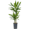 Hydroplant Dracaena cintho