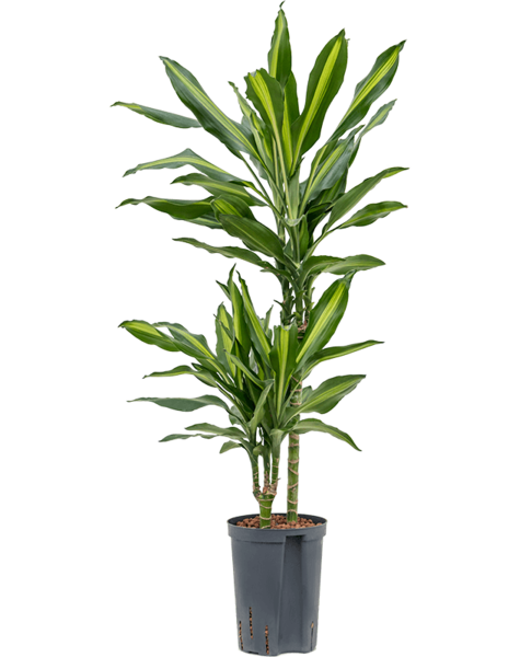 Hydroplant Dracaena