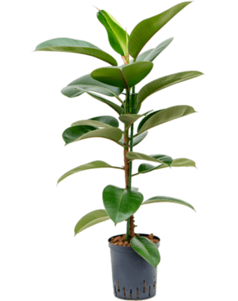 Hydroplant Ficus elastica