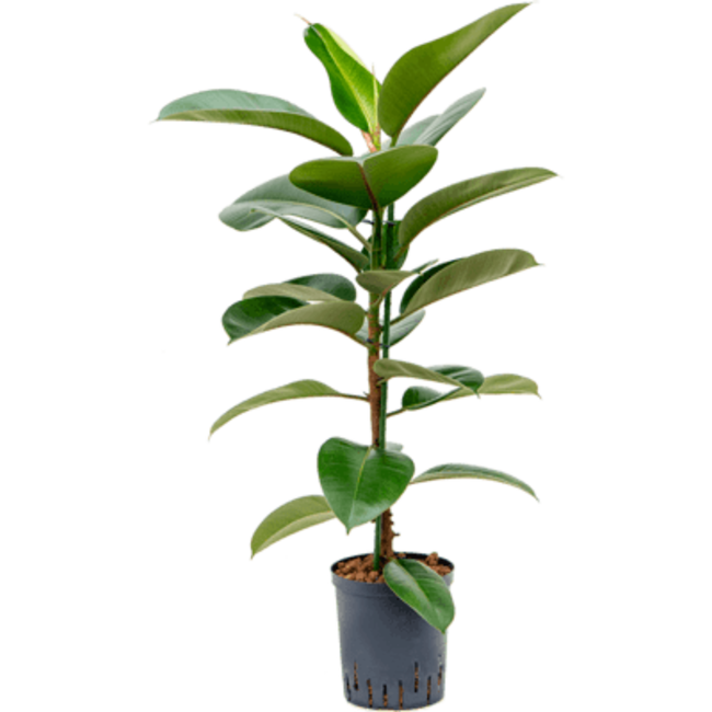 Hydroplant Ficus elastica robusta