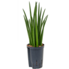 Hydroplant Sansevieria spikes