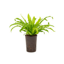 Hydroplant Asplenium