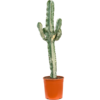 Euphorbia ingens L