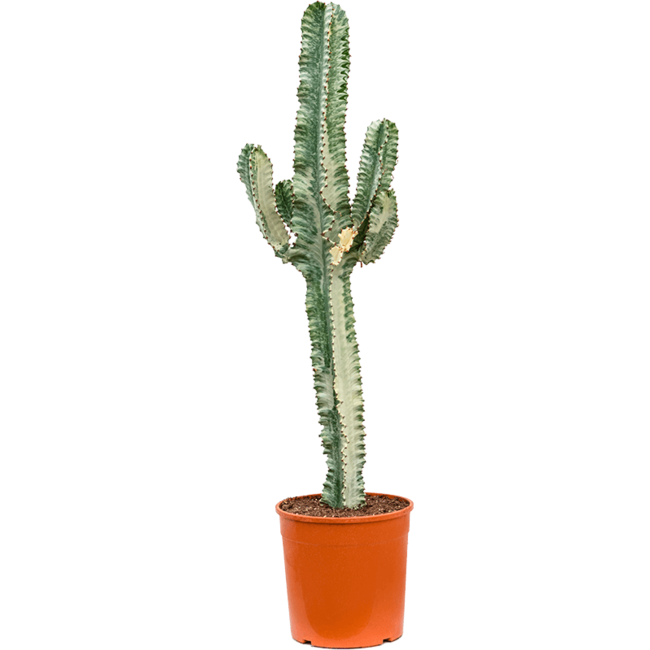 Euphorbia ingens L