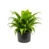 Asplenium Antiquum