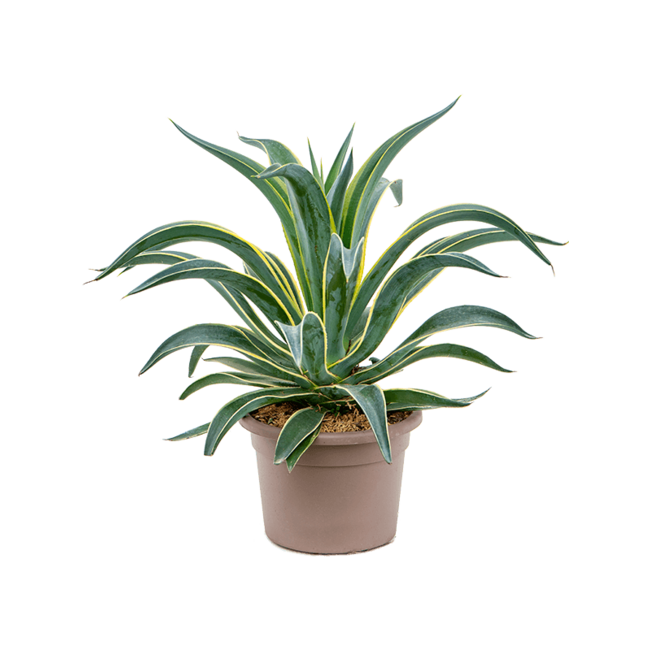 Agave Desmentiana