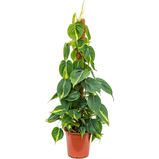 Philodendron scandens 'Brasil'