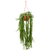 Rhipsalis Paradoxa