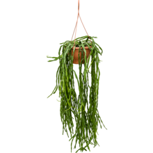 Rhipsalis