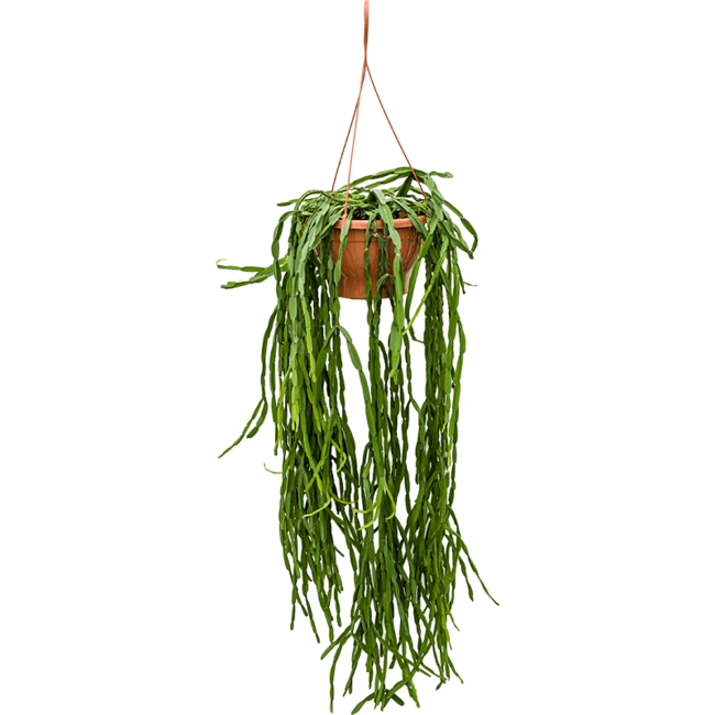 Rhipsalis Paradoxa