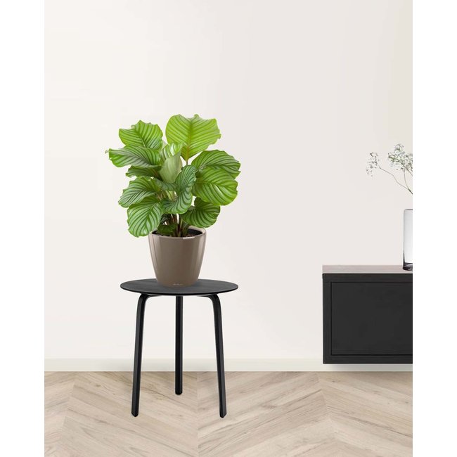 Calathea in Zelfwatergevende Classico