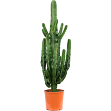 Euphorbia