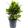 Croton Wonderstruik S