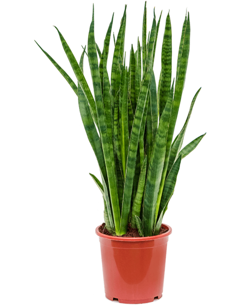 Sansevieria