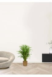 Goudpalm in Goud Cilinder