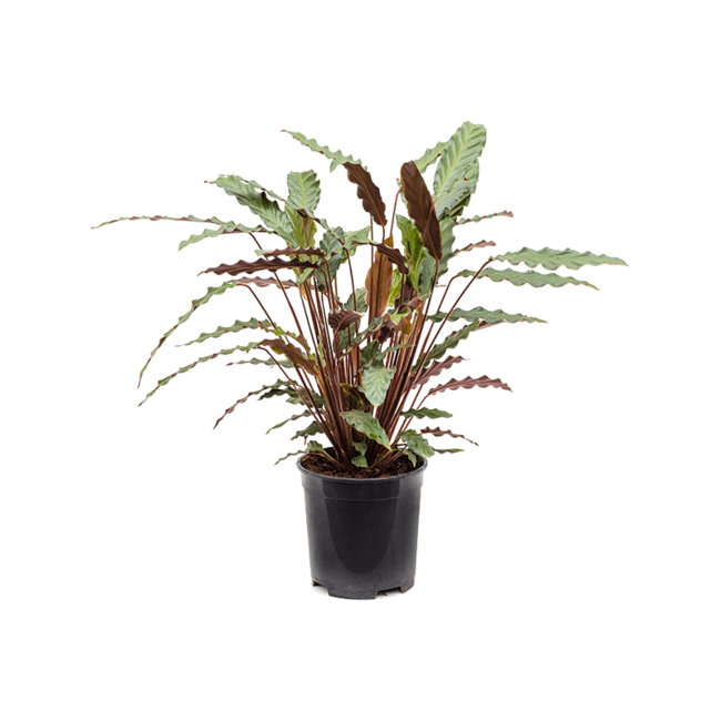 Calathea Rufibarba 'Wavestar'