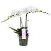 Orchidee MyMonro Blondy