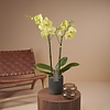 Orchidee Optistar Ferrara