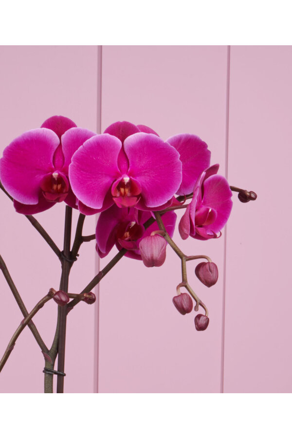 Orchidee Optistar Joyride