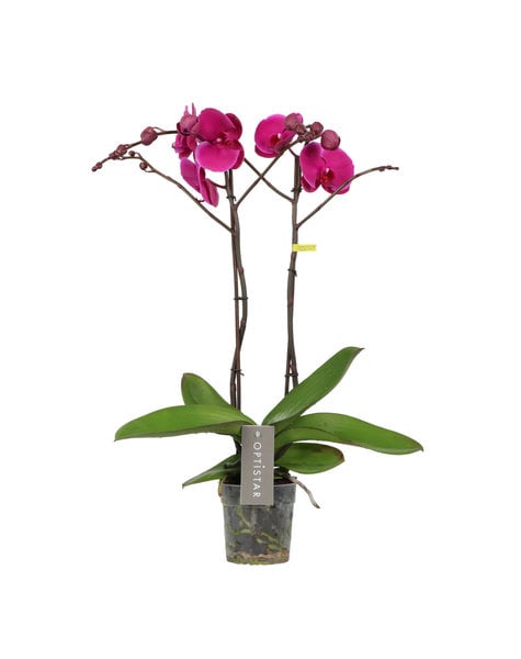 Phalaenopsis