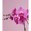 Orchidee Optistar Memphis