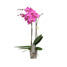 Phalaenopsis