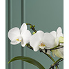 Orchidee Balletto Wing 2tak