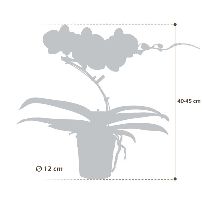 Orchidee Balletto Wing 2tak