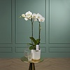 Orchidee Bijoux Chrystal