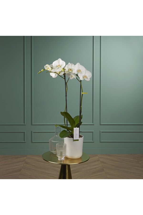 Orchidee Bijoux Chrystal