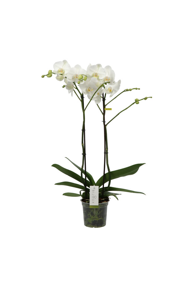Orchidee Bijoux Chrystal