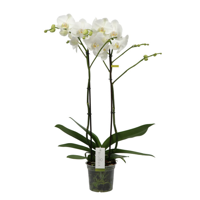 Orchidee Bijoux Chrystal