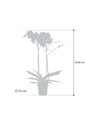 Orchidee Bijoux Chrystal