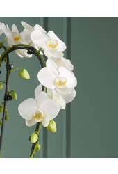 Orchidee Fontano Bellagio