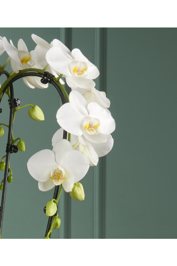 Orchidee Fontano Bellagio