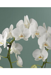 Orchidee Mirror Miracle Aurora