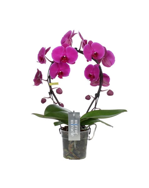 Phalaenopsis