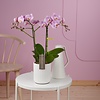 Orchidee Exclusivo Elegance Molise white