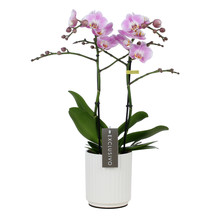 Phalaenopsis